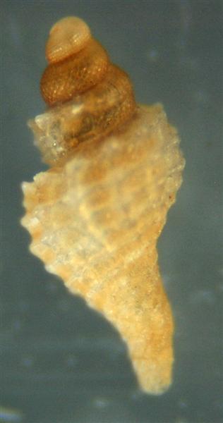 El Palo. detritro playa. Juvenil Raphitoma??